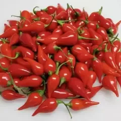 Pimenta Biquinho